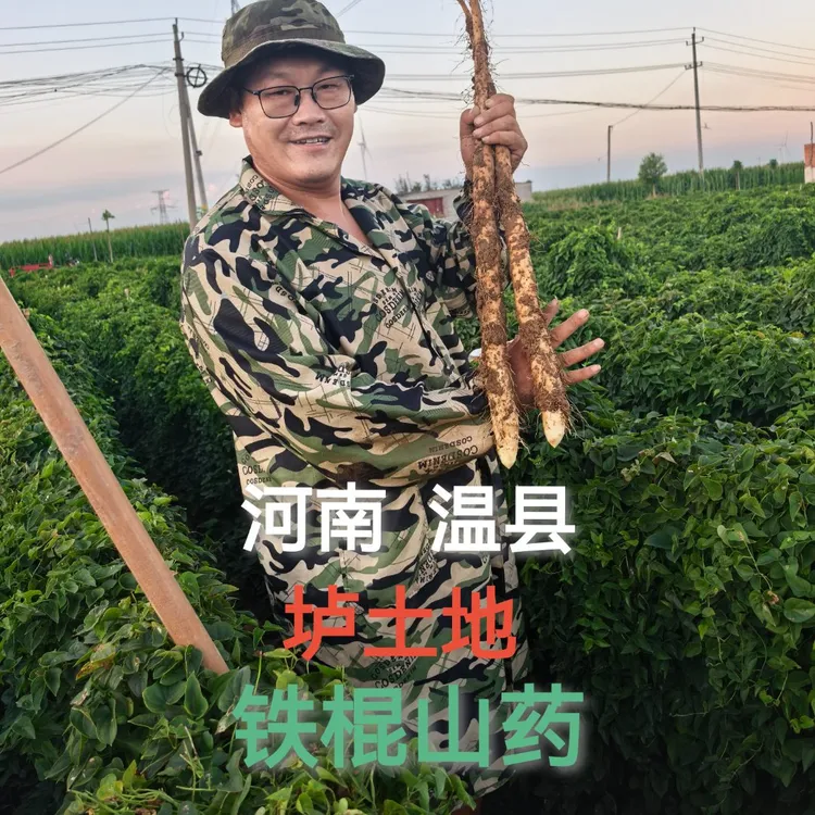 焦作温县正宗铁棍山药产地直发顺丰包邮口感粉糯