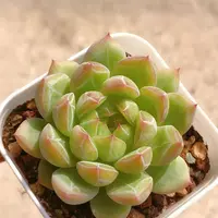 8号多肉   五方盆单头雪花珍妮一颗（尺寸4左右）满28元包邮除偏远
