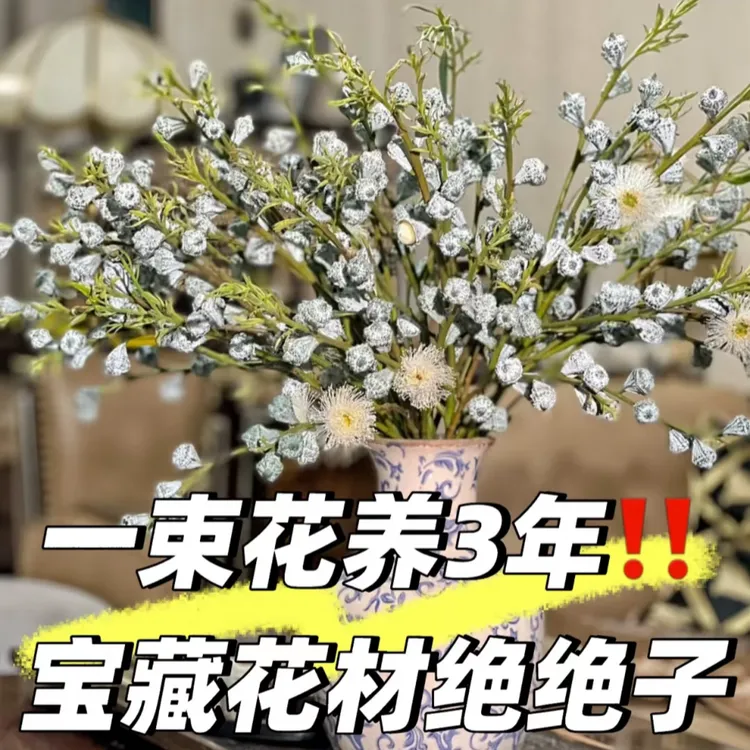 【一束花养3年】钻石尤加利果干花干养高级感满满云南基地现采现发