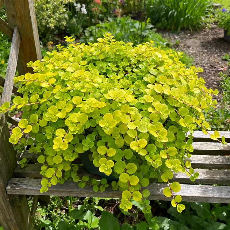 过路黄串室外垂吊观叶水草绿植适合庭院花园基地直销包邮花卉绿植