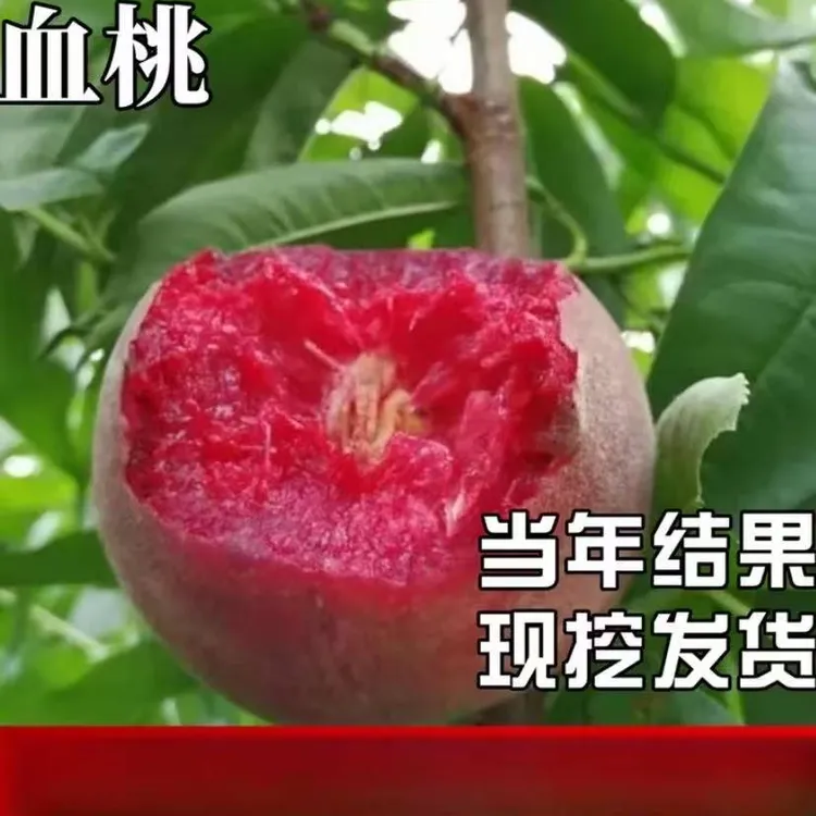 血桃树果苗南北方种植耐寒特大号晚熟桃子盆栽嫁接活大树当年结果