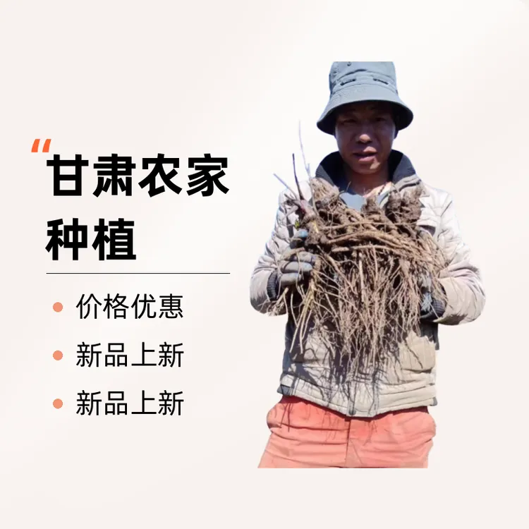 甘肃农家当归煲汤炖肉滋补佳品