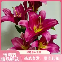 A级（火石）  百合鲜花  东北基地直发顺丰包邮 水生鲜切花 