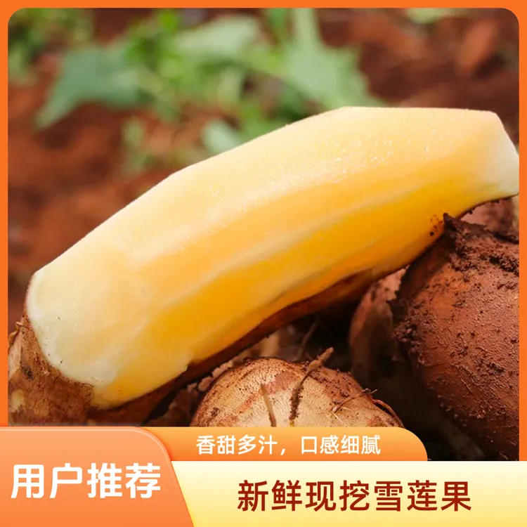 云南优质高山雪莲果产地现挖脆甜多汁黄心新鲜水果自家果园丰收季