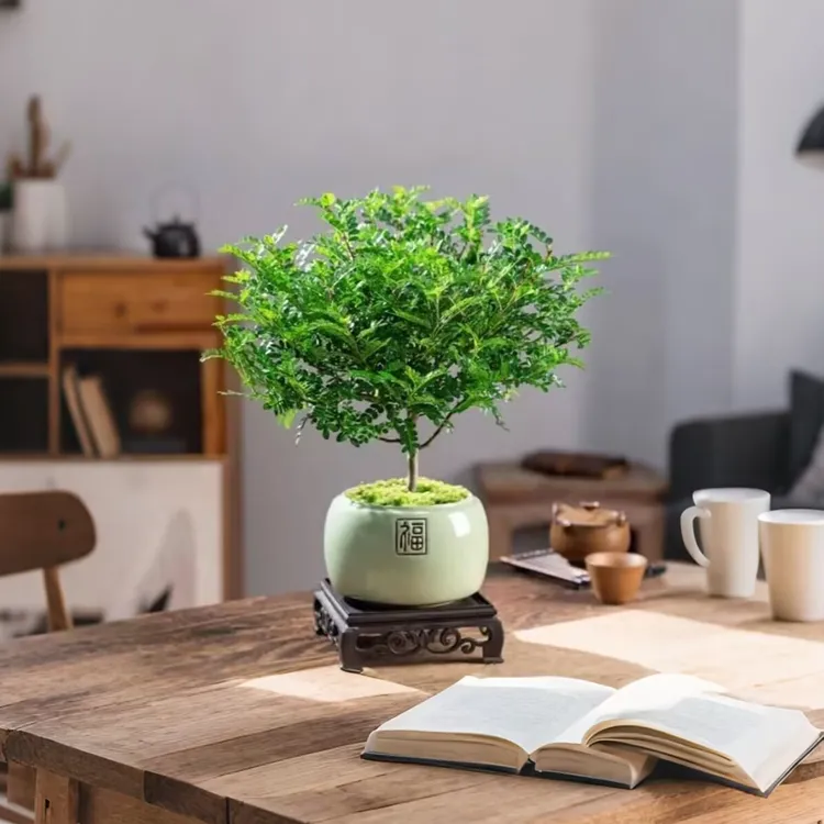 【清香胡椒木】盆栽室内花卉客厅办公室绿植桌面盆景正宗驱蚊