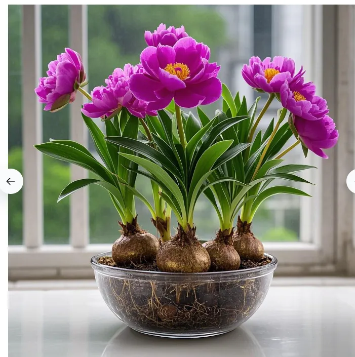 【精品水培】浓香型水培兰花大球花室内外四季可种花卉好养活绿植