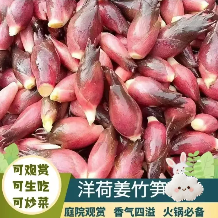 【食用洋荷芽】食用洋荷芽阳台小院农家庭院当季新鲜蔬菜Y商品图
