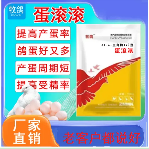 蛋滚滚鸽子增蛋王