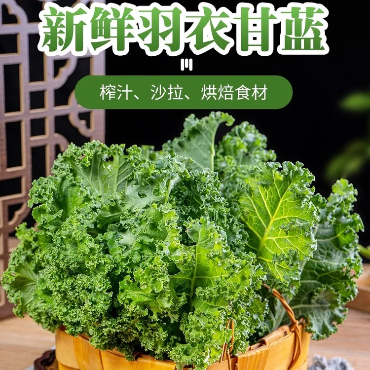 云南新鲜羽衣甘蓝嫩叶可榨汁凉拌做西餐沙拉的绿色蔬菜kale芥蓝