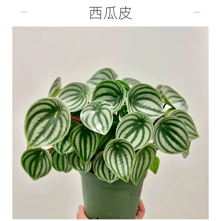 西瓜皮椒草 玲珑可爱好养 观叶 耐半阴忌暴晒 桌面办公室客厅阳台