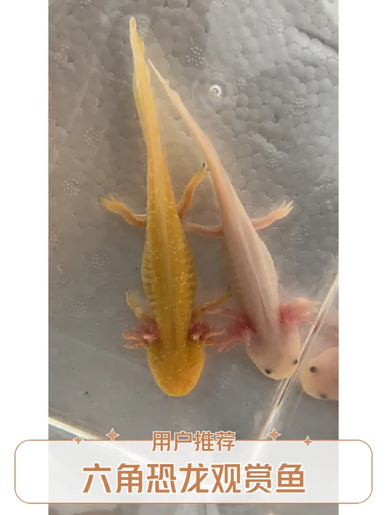 六角龙鱼小型萌宠冷水淡水观赏鱼好养耐活新手之选