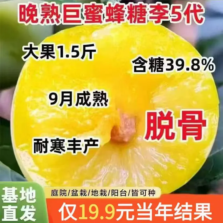 特大蜂糖李子树苗嫁接大果北南方种植李子苗盆栽地种耐寒果树果苗商品图