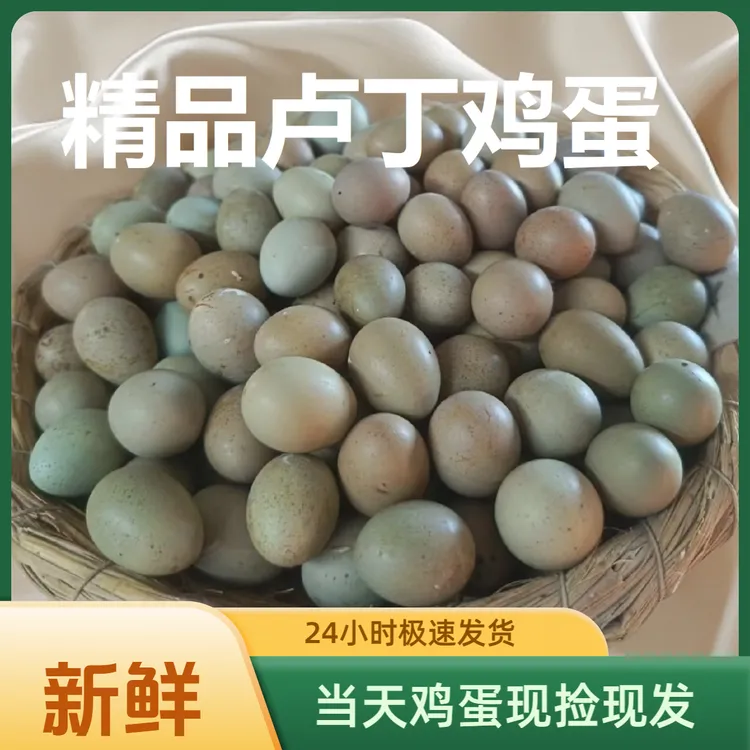 德系芦丁鸡蛋迷你宠物鸡蛋可孵化可食用农产品现捡现发