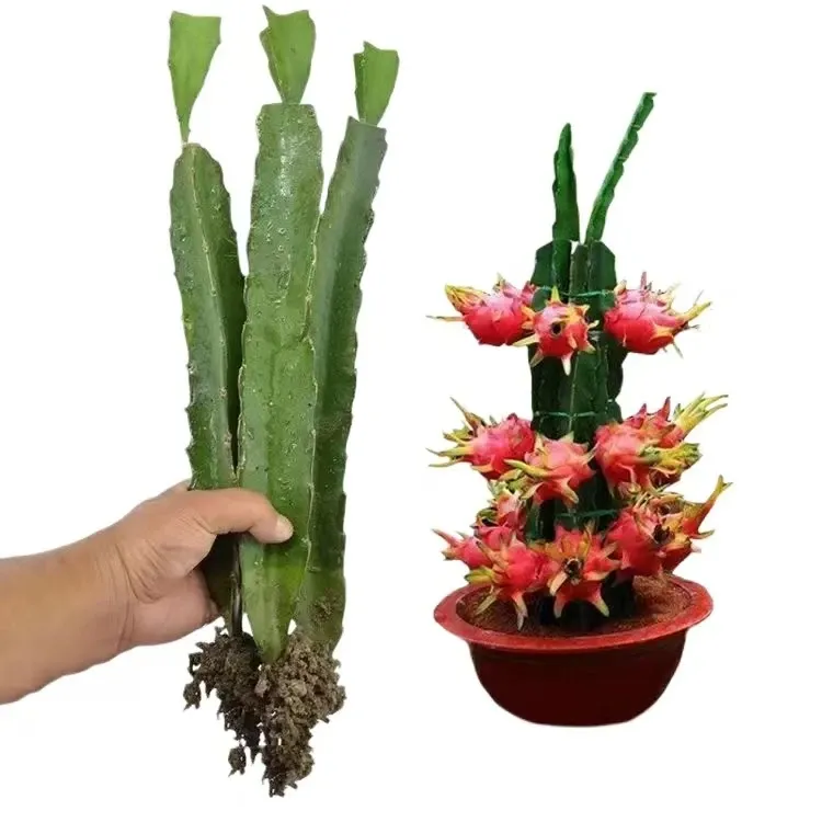 火龙果树苗正宗台湾大红火龙果苗免授粉软枝大红火龙果苗带根发货