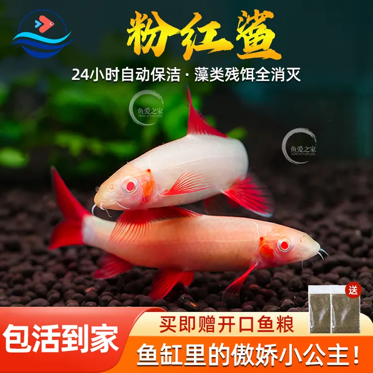 粉红鲨鱼清道夫热带观赏鱼活体小型鱼草缸群游鱼彩虹鲨淡水好养鱼