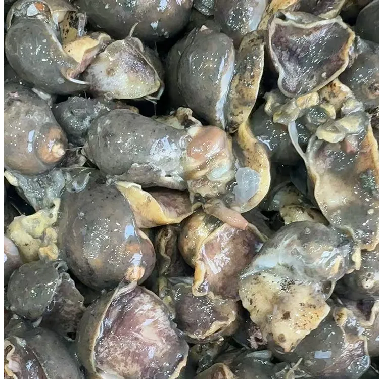 【小妖妹】皮口优选假鲍鱼鲍螺 [4斤]