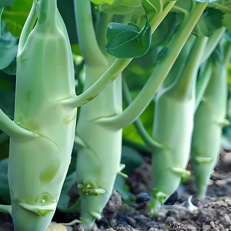 鸡腿芥兰种子大鸡腿芥蓝种子甜脆鸡腿芥兰生芥兰蔬菜种子四季播种