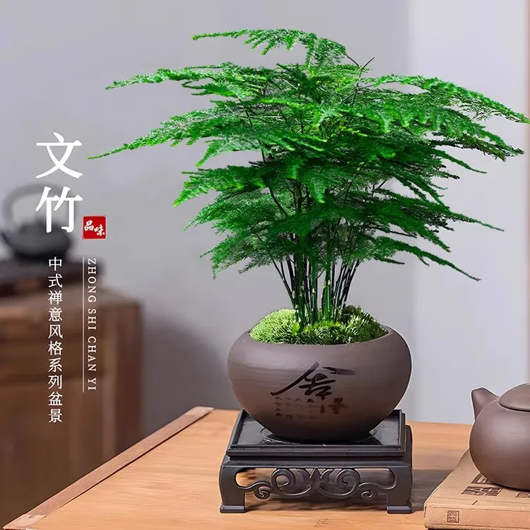 文竹盆栽植物室内客厅中式禅意微盆景办公桌面花卉创意迷你小绿植