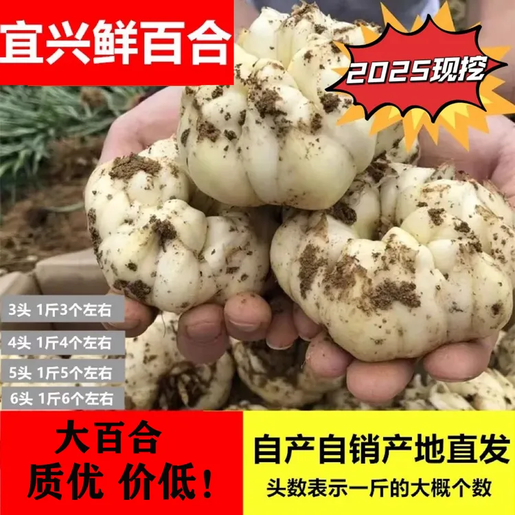【新鲜现挖】2025百合正宗食用微苦软糯散装山百合3斤2斤农家食用