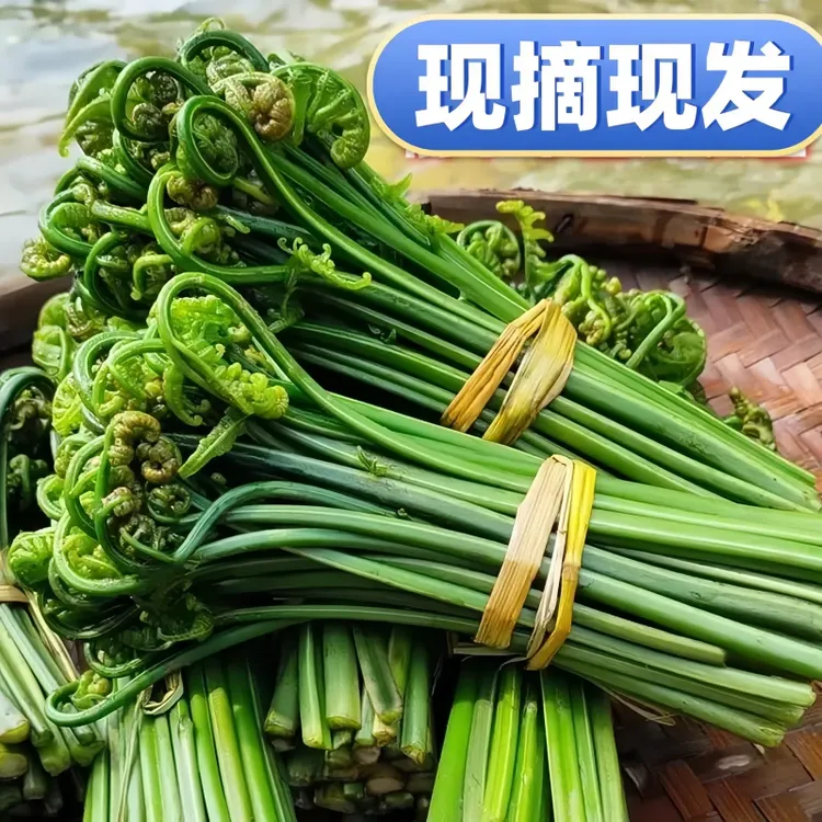 新鲜现摘广西 水蕨菜 鲜嫩拳头菜尾叶多款多叶5斤