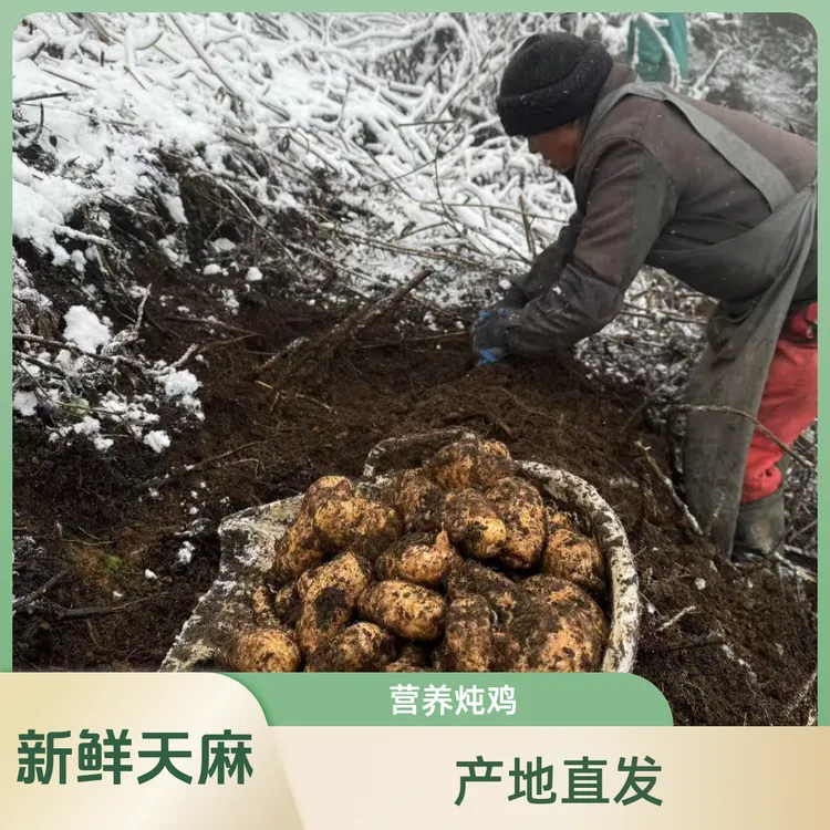 【新鲜天麻】云南昭通高山天麻小草坝天麻产地直发炖鸡煲汤营养