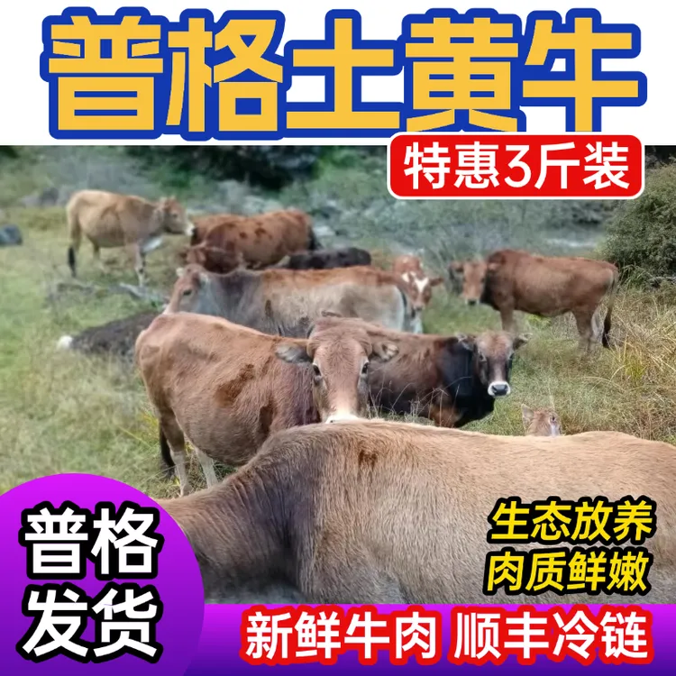四川凉山普格高原生态放养本地土黄牛肉新鲜宰杀发货3斤/5斤装