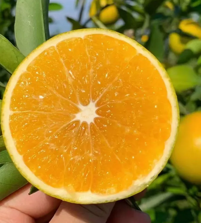 【红江农场】正宗廉江红橙皮薄多汁果园现摘现发产地直发【顺丰京东】