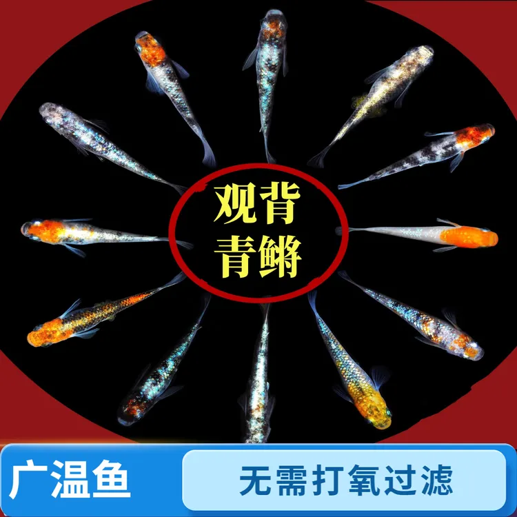 观背青鳉观赏鱼 冷水鱼 不打氧 适合新手 鱼苗 桌面宠物 活体混养