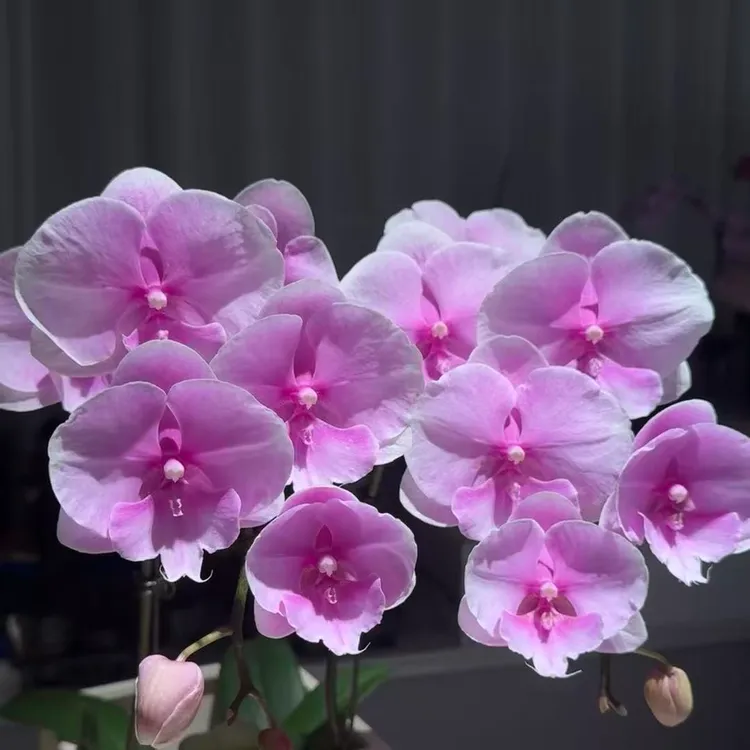【粉迷雾】蝴蝶兰2.8杯大苗鲜花盆栽室内桌面阳台好养花卉