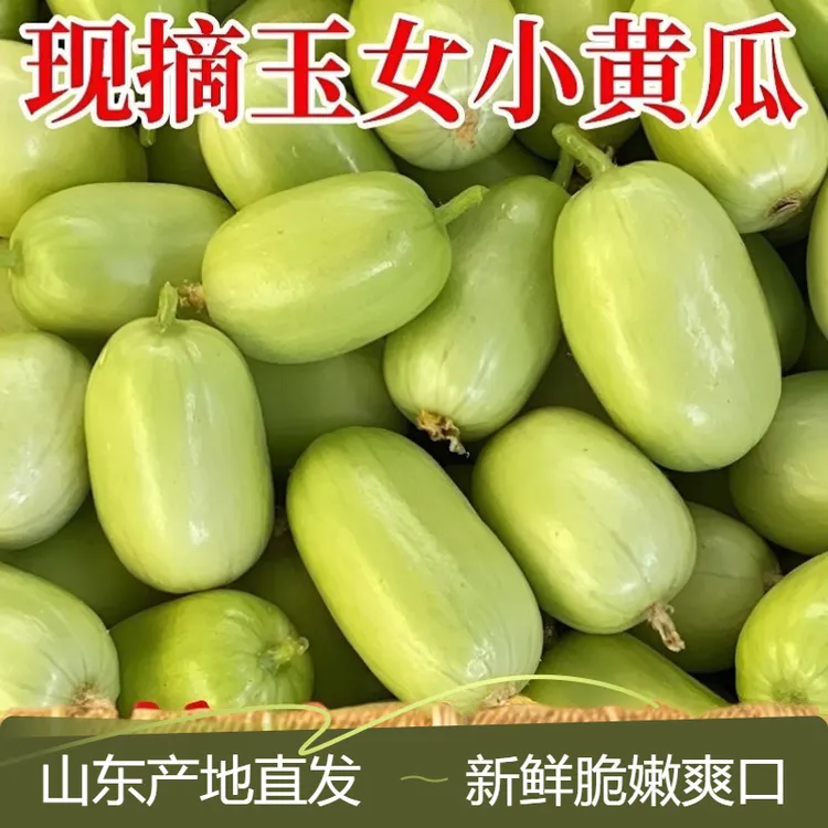 山东金童玉女当季黄瓜产地直发脆甜现摘现发新鲜水果玉女水果黄瓜商品图