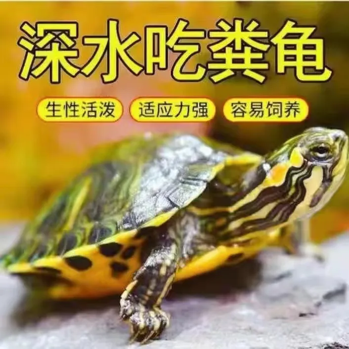 深水龟黄耳吃粪龟鱼缸混养纯种稀有侧劲冷水族观赏宠物小乌龟活物