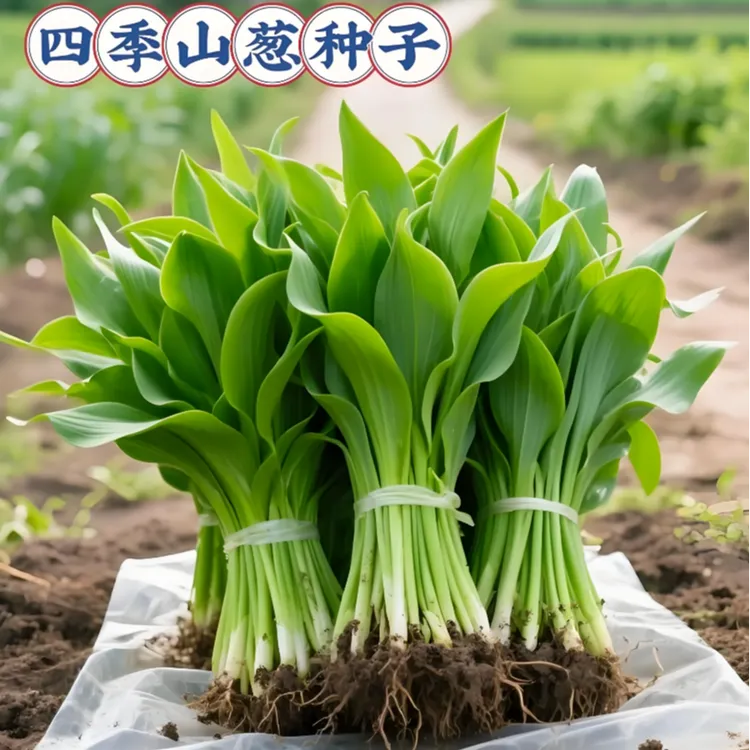 【山葱种子】家庭阳台小院耐热四季种植盆栽地栽易种易活