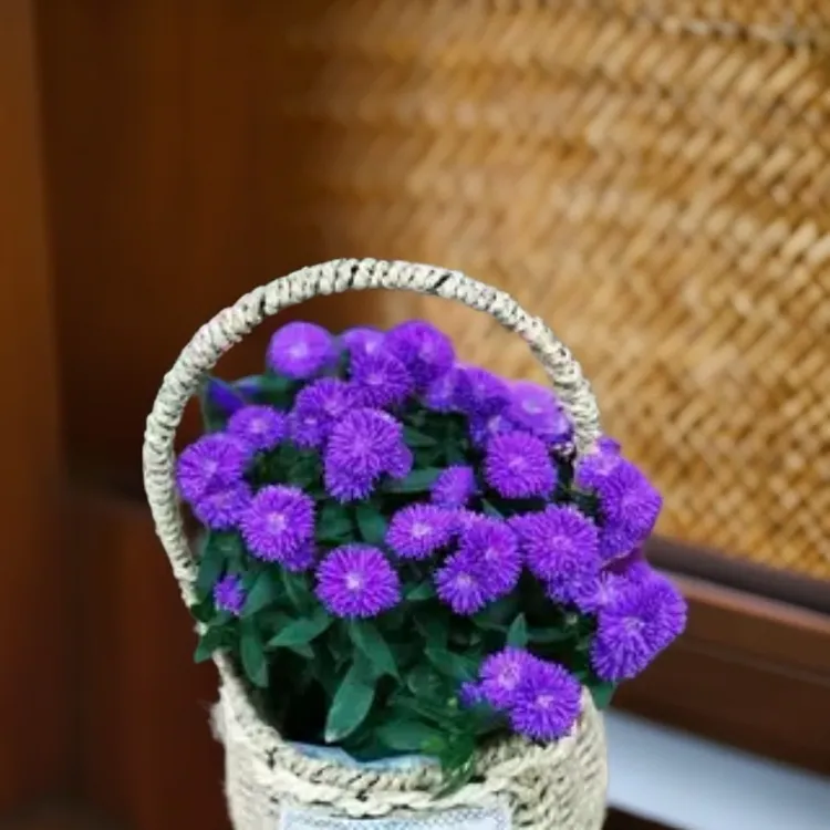 荷兰菊紫苑盆苗  美洲白苑 高山紫苑  耐寒宿根花卉【鲁虹花苗】