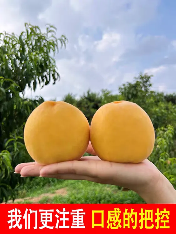 陕西秦岭高山正宗 黄桃