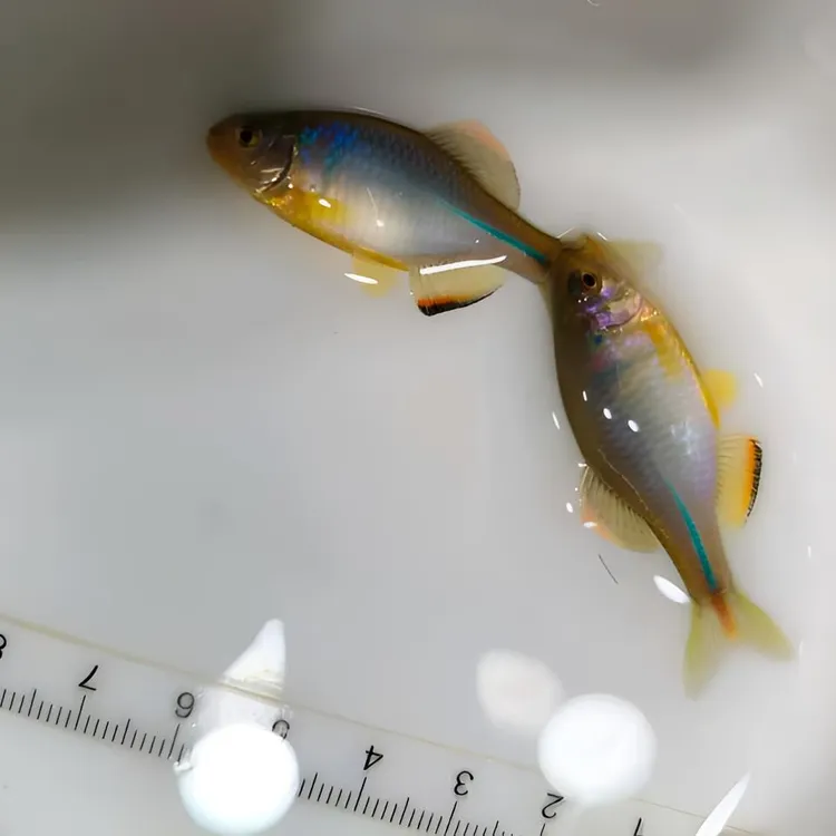 中华彩石鳑鲏  稀有原生冷水溪流观赏鱼