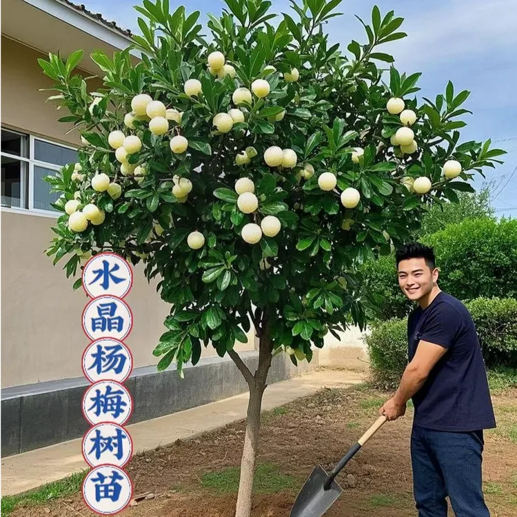 云南白水晶杨梅苗杨梅树树苗嫁接盆地栽南方特大果树苗杨梅苗