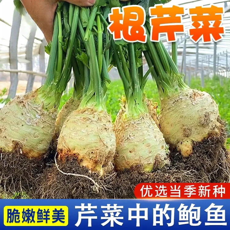 地中海根芹种子优质芹菜种子播种简单易种易活抗病高产营养商品图