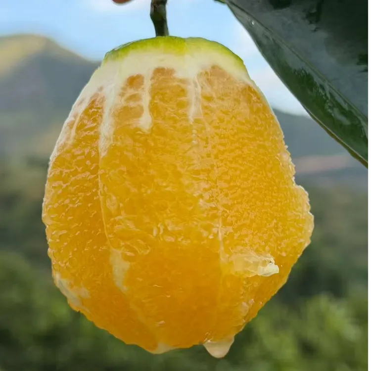 云南冰糖橙 哀牢山新鲜橙子甜嫩多汁装箱 新鲜水果