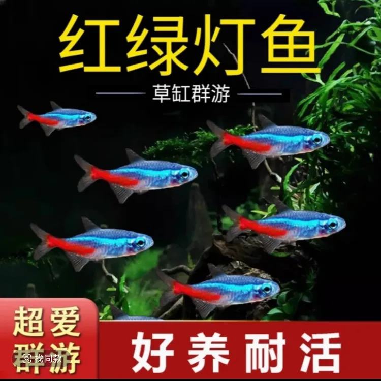 红绿灯鱼热带观赏鱼小型灯科鱼孔雀斑马鱼宝莲灯鱼淡水群游鱼饲料
