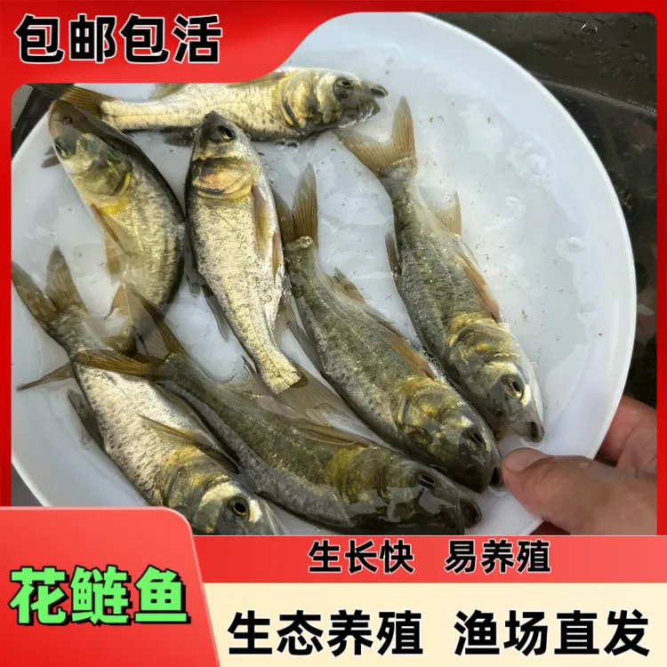 广东佛山花鲢鱼大头鱼淡水养殖包活好养包邮宠物水族活鱼