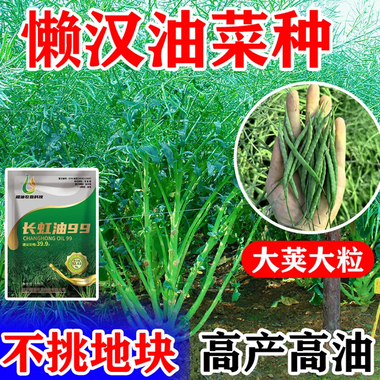 2025年新品长虹油99油菜种子油菜籽矮杆种籽黑褐色油菜杂交早熟种