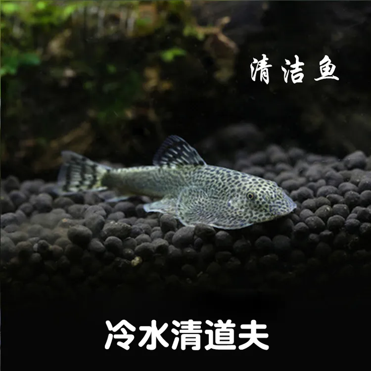 原生吸鳅 冷水清道夫 清洁鱼工具鱼吃垃圾鱼爬岩鳅淡水除藻吃青苔
