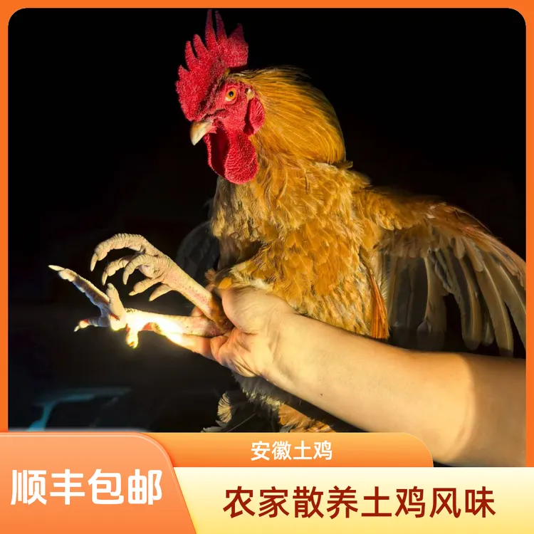 安徽苗苗家散养跑山鸡走地鸡 农家散养现杀发货 包冰率不含冰