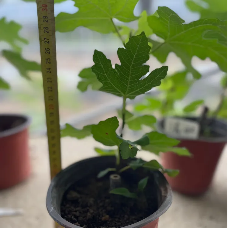 波姬红 特价苗连接 看好直接下单 不做一物一拍 便宜拒绝中差评