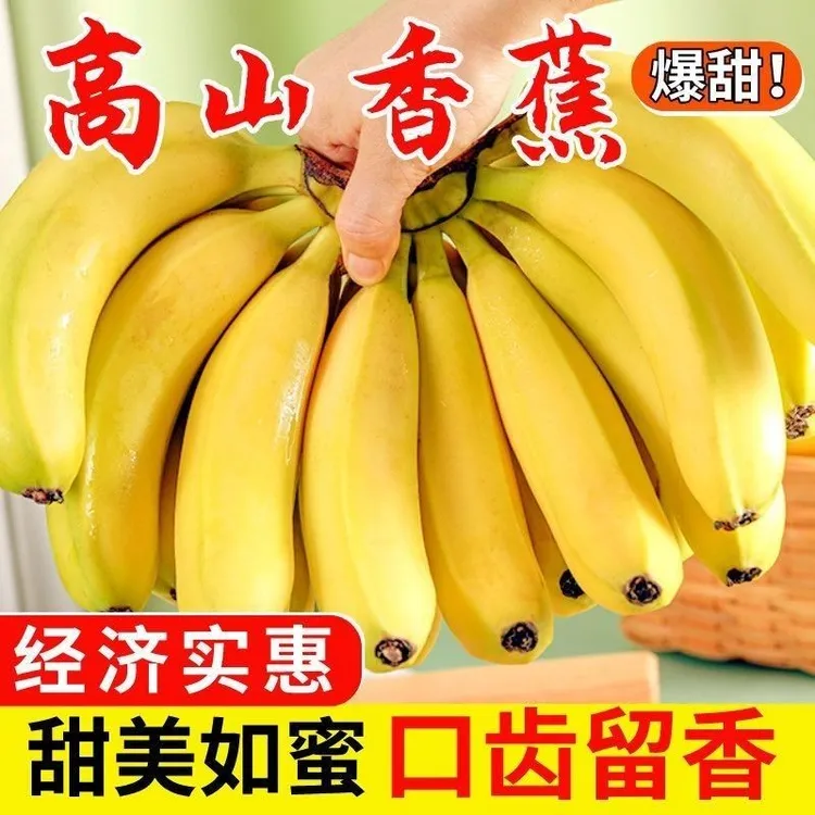 广西高山甜香蕉新鲜当季绿皮香蕉软糯香甜水果