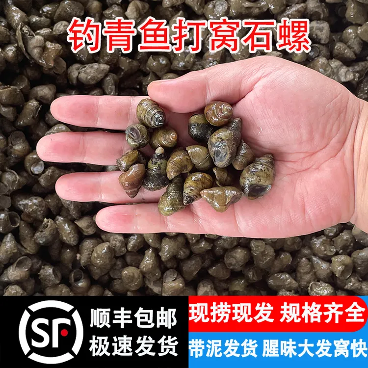 钓鱼打窝专用螺薄壳螺种苗小号鲜活石螺鲜活小田螺泥螺喂宠物螺蛳