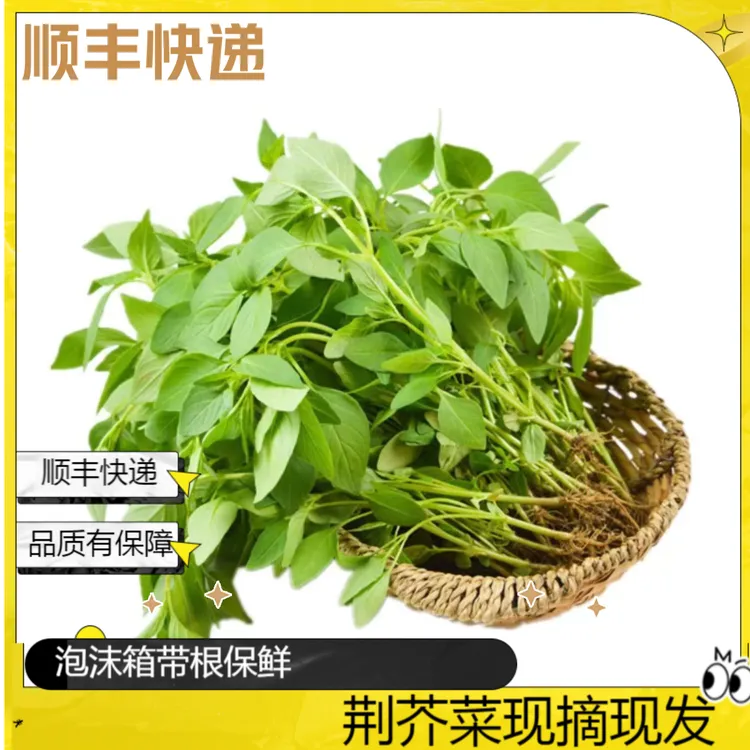 【顺丰快递】河南荆芥菜现摘现发带根1斤2斤装装包邮食用清香蔬菜
