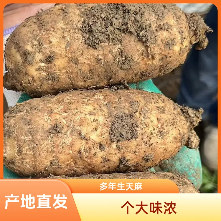 特大果多年生 仿野生高山林下天麻 特大果多年生（ 5斤装5-9个果）