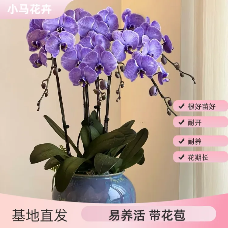 【马卡龙梦幻紫】稀有吸色蝴蝶兰盆栽，大白V3吸色，带花和花苞发货