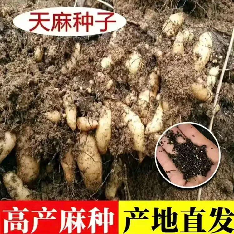 【天麻种子】家庭阳台庭院种植四季可种易栽易活